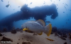 Epinephelus lanceolatus