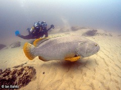 Epinephelus lanceolatus