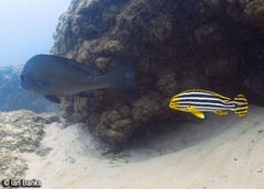 Plectorhinchus lineatus