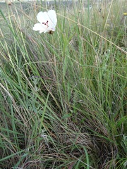 Hibiscus microcarpus