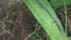 Disonycha bicarinata