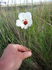 Hibiscus microcarpus