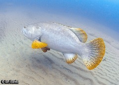 Epinephelus lanceolatus