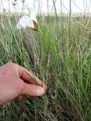 Hibiscus microcarpus