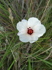 Hibiscus microcarpus