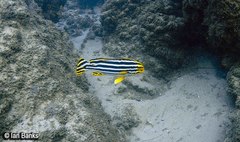 Plectorhinchus lineatus