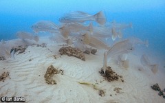Argyrosomus japonicus