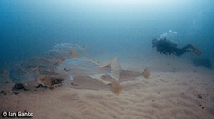 Argyrosomus japonicus