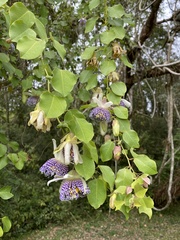 Passiflora actinia