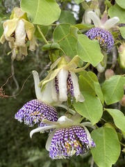 Passiflora actinia