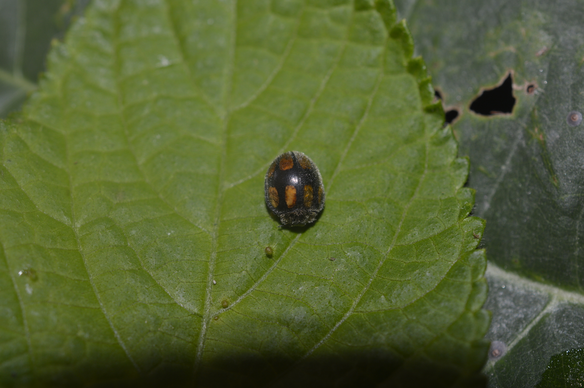 Epilachna image