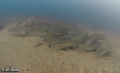 Argyrosomus japonicus