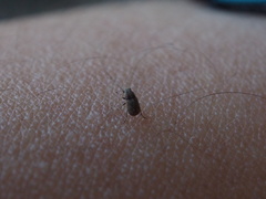 Exillis