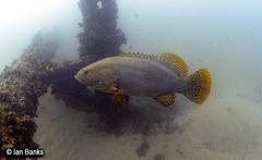 Epinephelus lanceolatus