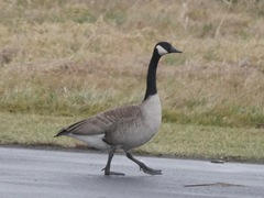 Branta canadensis