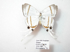 Hypolycaena nigra