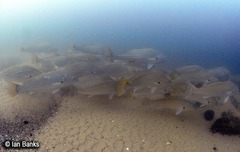 Argyrosomus japonicus