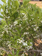 Campomanesia adamantium