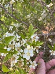 Campomanesia adamantium