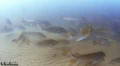 Argyrosomus japonicus