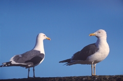 Larus fuscus graellsii