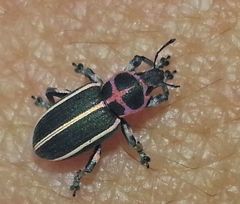 Eudiagogus episcopalis