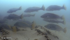 Argyrosomus japonicus