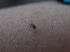 Exillis