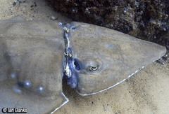 Rhynchobatus australiae