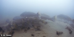 Argyrosomus japonicus