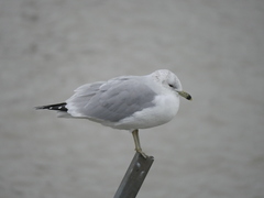 Larus delawarensis