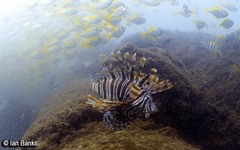 Schuettea scalaripinnis