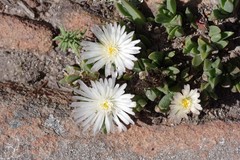 Corpuscularia