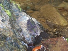 Consul panariste panariste