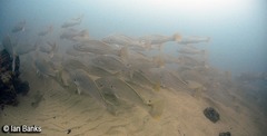 Argyrosomus japonicus