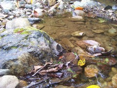 Consul panariste panariste