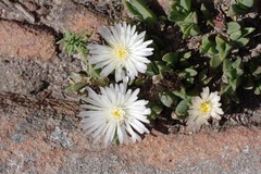 Corpuscularia
