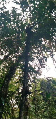 Aiphanes graminifolia