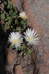 Corpuscularia