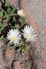 Corpuscularia