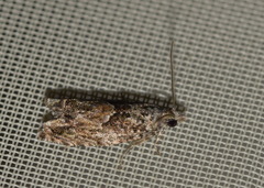 Epinotia nisella