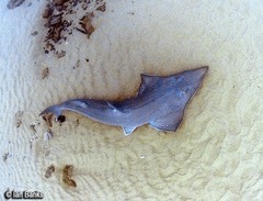 Rhynchobatus australiae