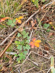 Potentilla crantzii
