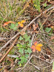 Potentilla crantzii