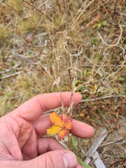 Potentilla crantzii