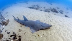 Rhynchobatus australiae