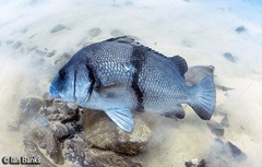 Plectorhinchus gibbosus