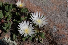 Corpuscularia