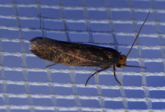 Cephimallota crassiflavella