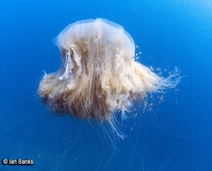 Alepes apercna